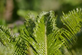 leaf plant fronds