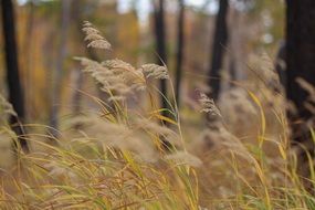 Close-up of the grass in autumn