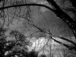 trees over the lake in black-white background