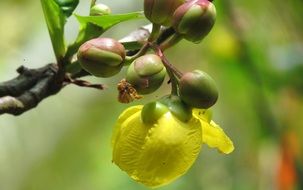 branch with buds close up