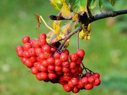 red rowan berries on a branch