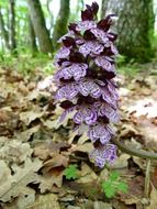 closeup photo of wild hyacinth among the dry foliage in the forest