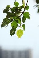 green twig of a tree