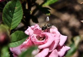 bee on a pink rose in the bright sun