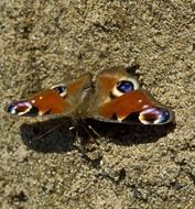 butterfly on the rock