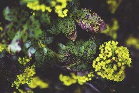 yellow oregon grape flowers