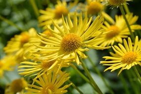 G&auml;mswurz Caucasus flowers