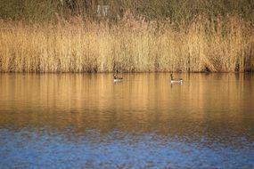 dry reed by the river