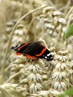 extraordinarily beautiful butterfly admiral