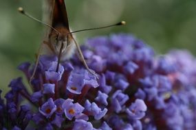 Butterfly on the violet flowers