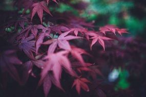 red leaves of a forest plants