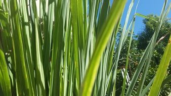 grass leaves with lemon flavor