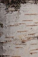 birch bark close up