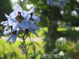 closeup photo of wonderful flower blossoms