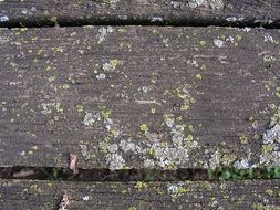 Board with moss