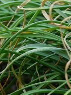 green bamboo grass closeup