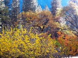 enchanting forest nature