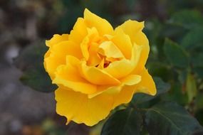 Tea rose flower
