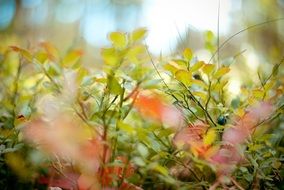blueberry plants at forest, macro