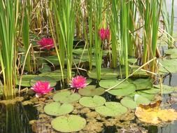 pink flowers water lilies in the swamp