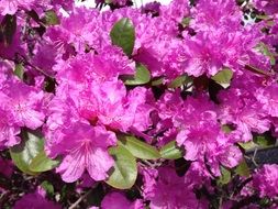 rhododendron- shrubs come from southern Europe
