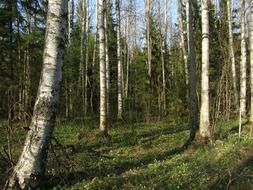 forest on a sunny day