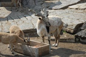 Goats are eating on the mountain