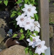 white flowers with sharp petals in the garden