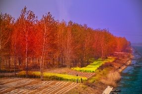 china forest trees as a colorful illustration