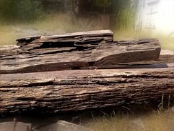 bewitching tree trunks