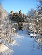 trees in the snow near the snowy road