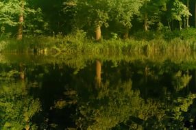 green trees reflected in the water of the lake