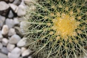 exotic cactus with many spines