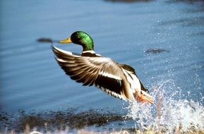 Beautiful and colorful flying mallard duck from the water