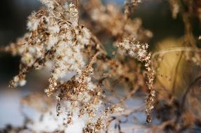 closeup photo of fluffy plant in the meadow