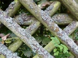 lichen on Stone fence in the garden