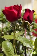 two red roses on a stalk