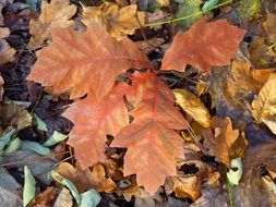 Autumn leaves on a ground