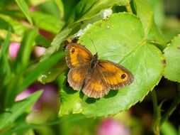 Brown and orange butterfly on the grass