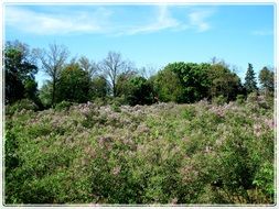 Meadow of the lilac flowers