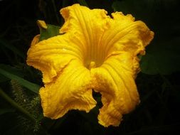 pumpkin flower close up