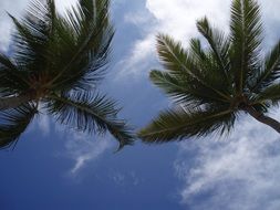 palm trees in the caribbean