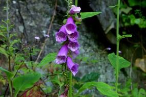 common foxglove wild flower