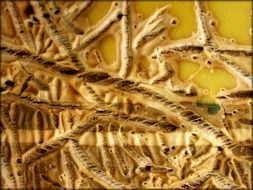 agave cactus leaf closeup