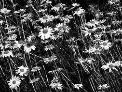 lot of white daisies on meadow, black and white