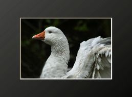 portrait of a white duck in a gray frame