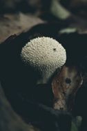 round white mushroom in the forest