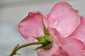 side view of a pink rose in water drops