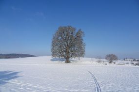 tree on the field with snow