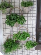 herbs in baskets as a decoration for the balcony